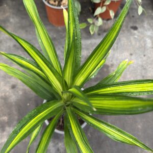 Dracena Ricky
