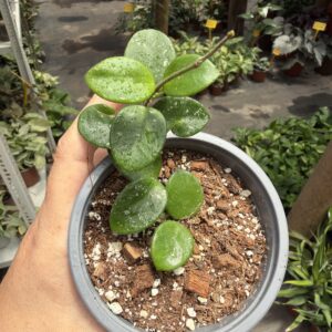Hoya Mathilde
