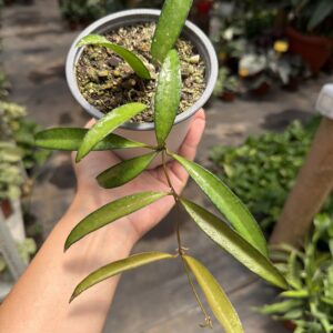 Hoya Wayetti