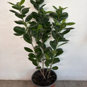 Ficus Monocrom