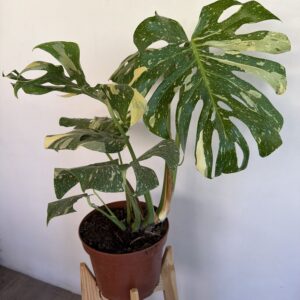 Monstera Thai Constellation XL