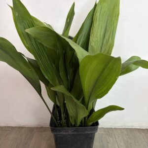 Apidistra