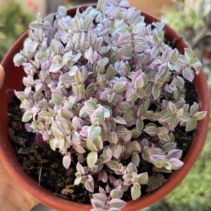 Callisia Pink Lady