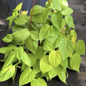 Cordatum lemon XL