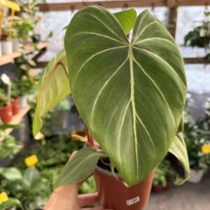Philodendro Gloriosum