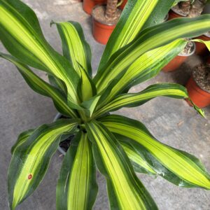 Dracena Massangeana