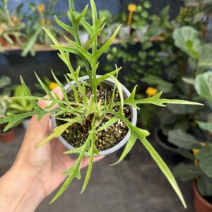 Philodendro Tortum