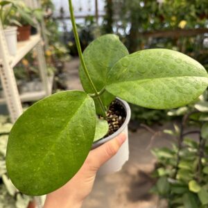 Hoya Australis