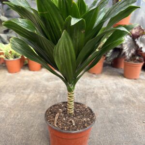 Dracena Janet Craig