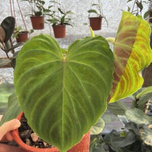 Philodendro Verrucosum