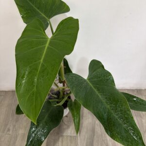 Philodendro Green Emerald
