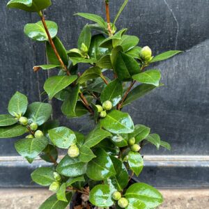 Camelia