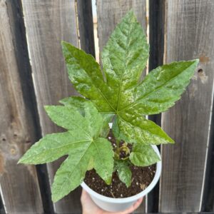 Aralia Japonica S