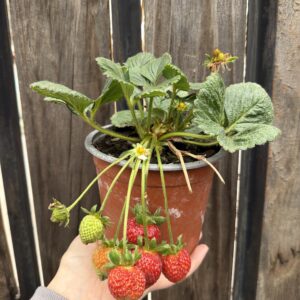 Frutillas