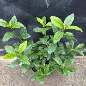 Gardenia