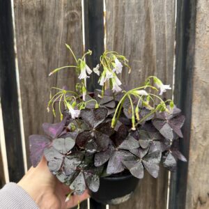 Trébol oxalis