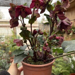Helleborus