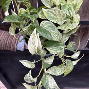 Potus Marble Queen XL