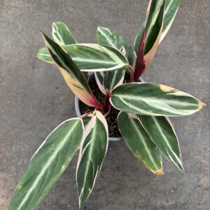 Stromanthe Triostar