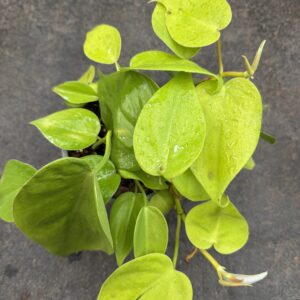 Cordatum Lemon S