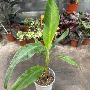 Musa Florida