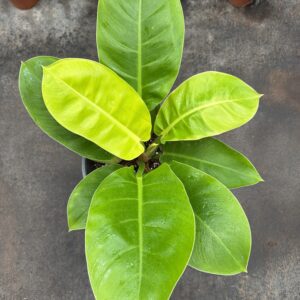 Philodendro Imperial Golden XL
