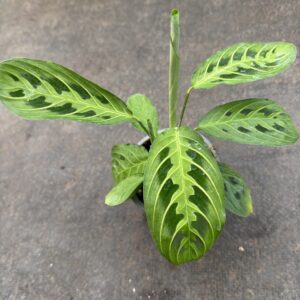 Maranta Lemon Lime