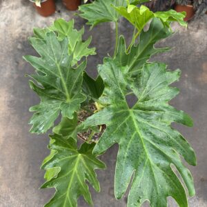 Philodendro Paraguayo L