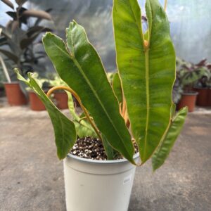 Philodendro Billietiae