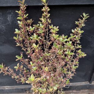Coprosma Tequila