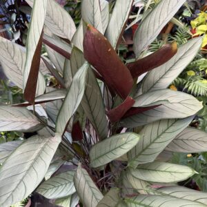 Ctnanthe Grey Star XXL