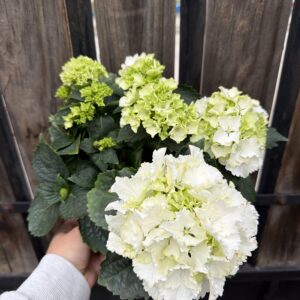 Hortensia Blanca