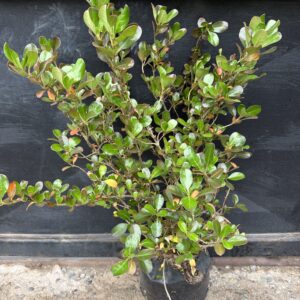 Coprosma Chocolate