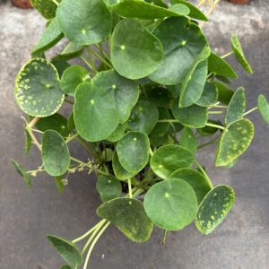 Pilea Peperomioide