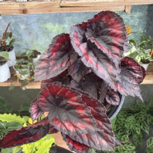 Begonia Red Kiss