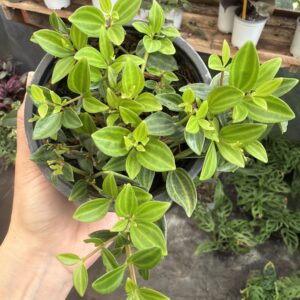 Peperomia Quadrangularis
