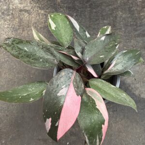 Philodendro Pink Princess
